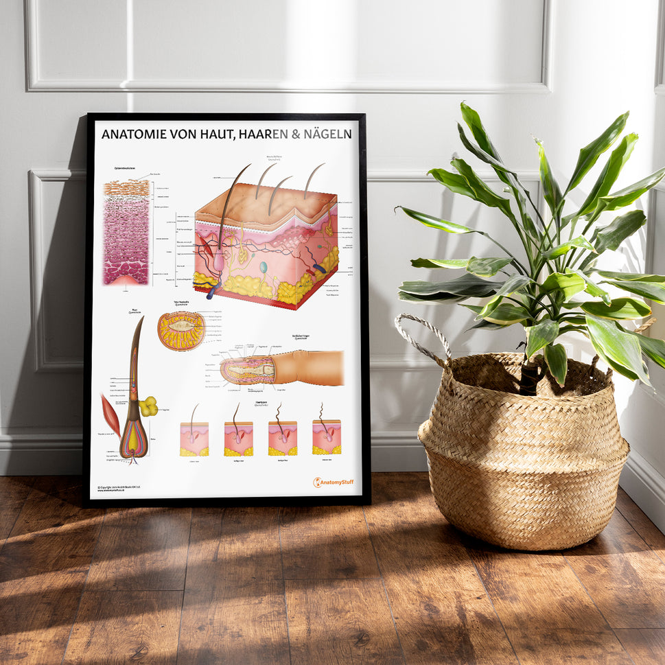 Anatomie Von Haut, Haaren & Nageln Chart / Poster - German