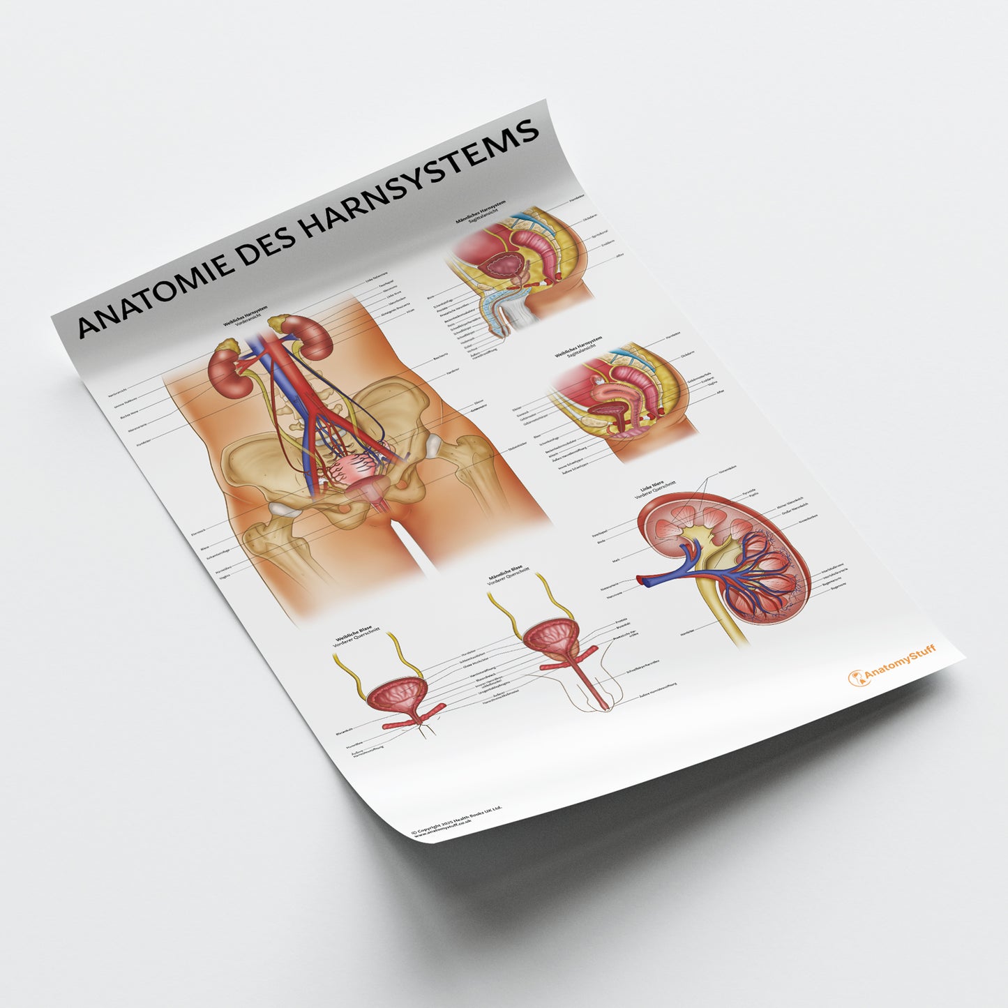 Anatomie des Harnsystems Chart / Poster - German
