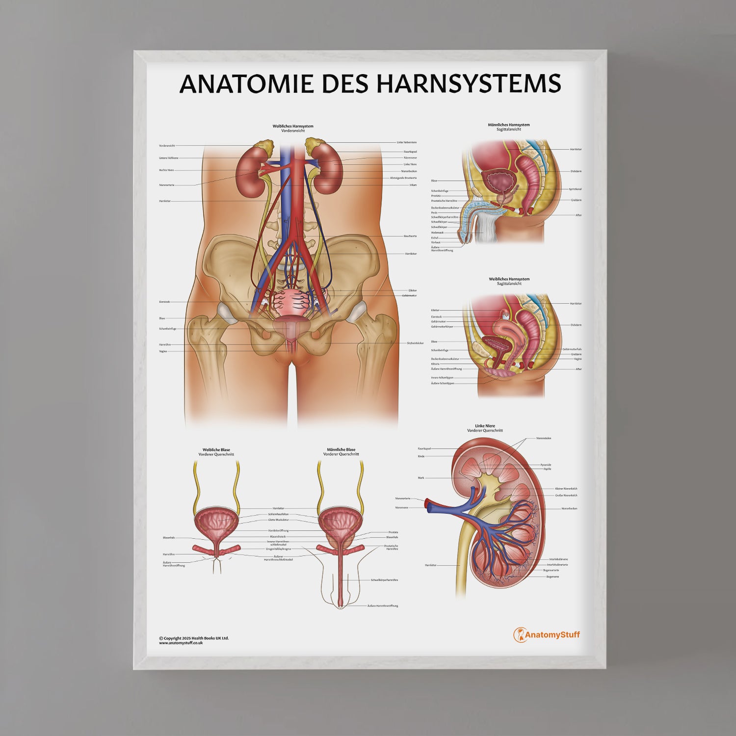Anatomie des Harnsystems Chart / Poster - German