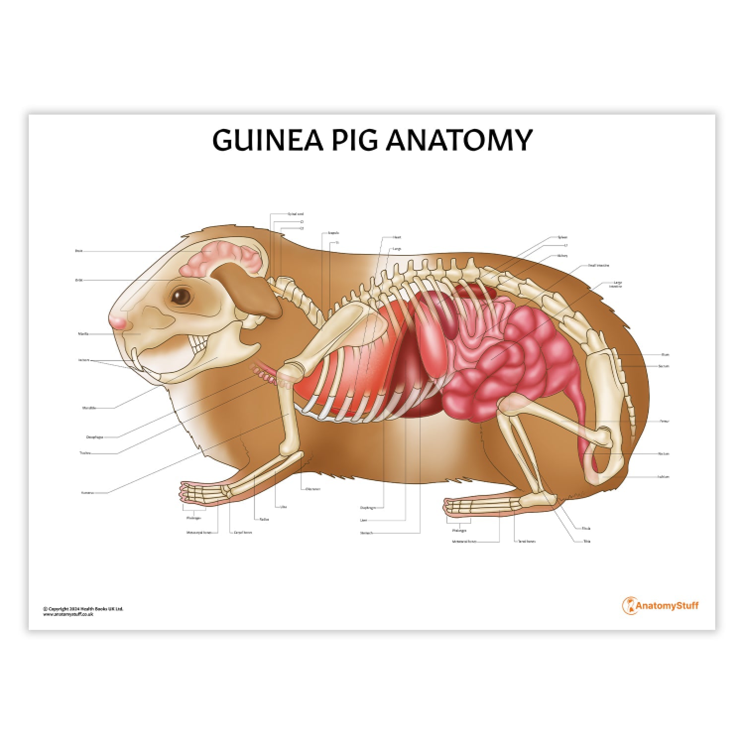 Guinea Pig Anatomy Poster Small Mammal Organs Bones Chart guinea-pig-anatomy-poster-small-mammal-organs-bones-chart