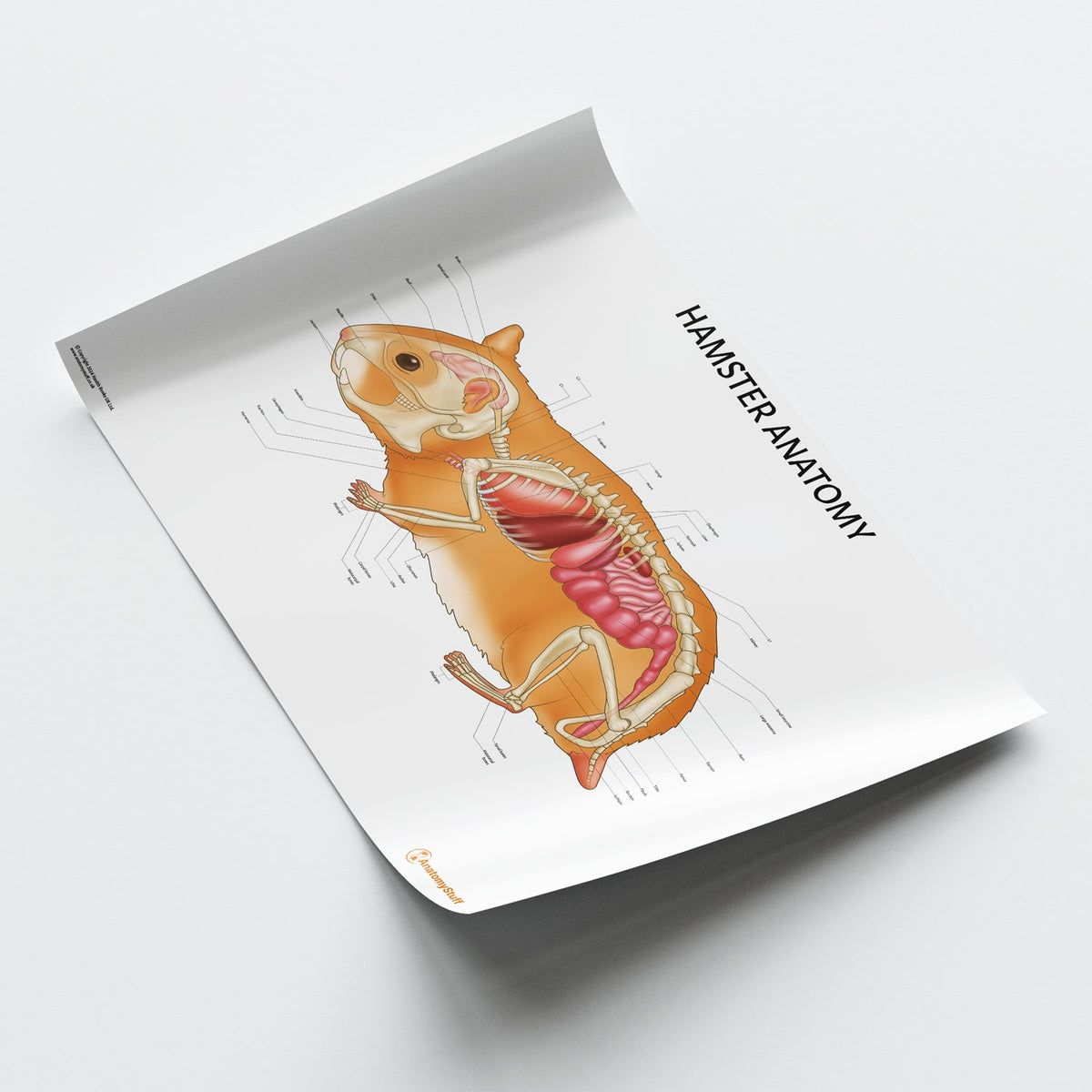 Hamster Anatomy Poster | Small Mammal Organs & Bones Chart – AnatomyStuff