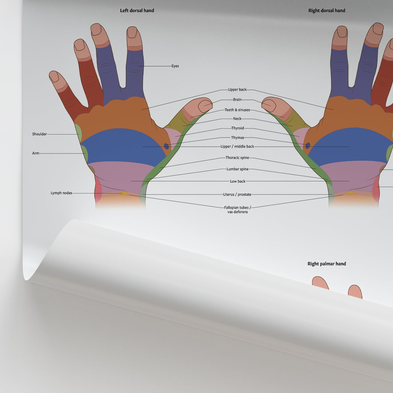 Hand Innervation Chart Hand Reflexology Poster | Zone Therapy Massage Chart – AnatomyStuff