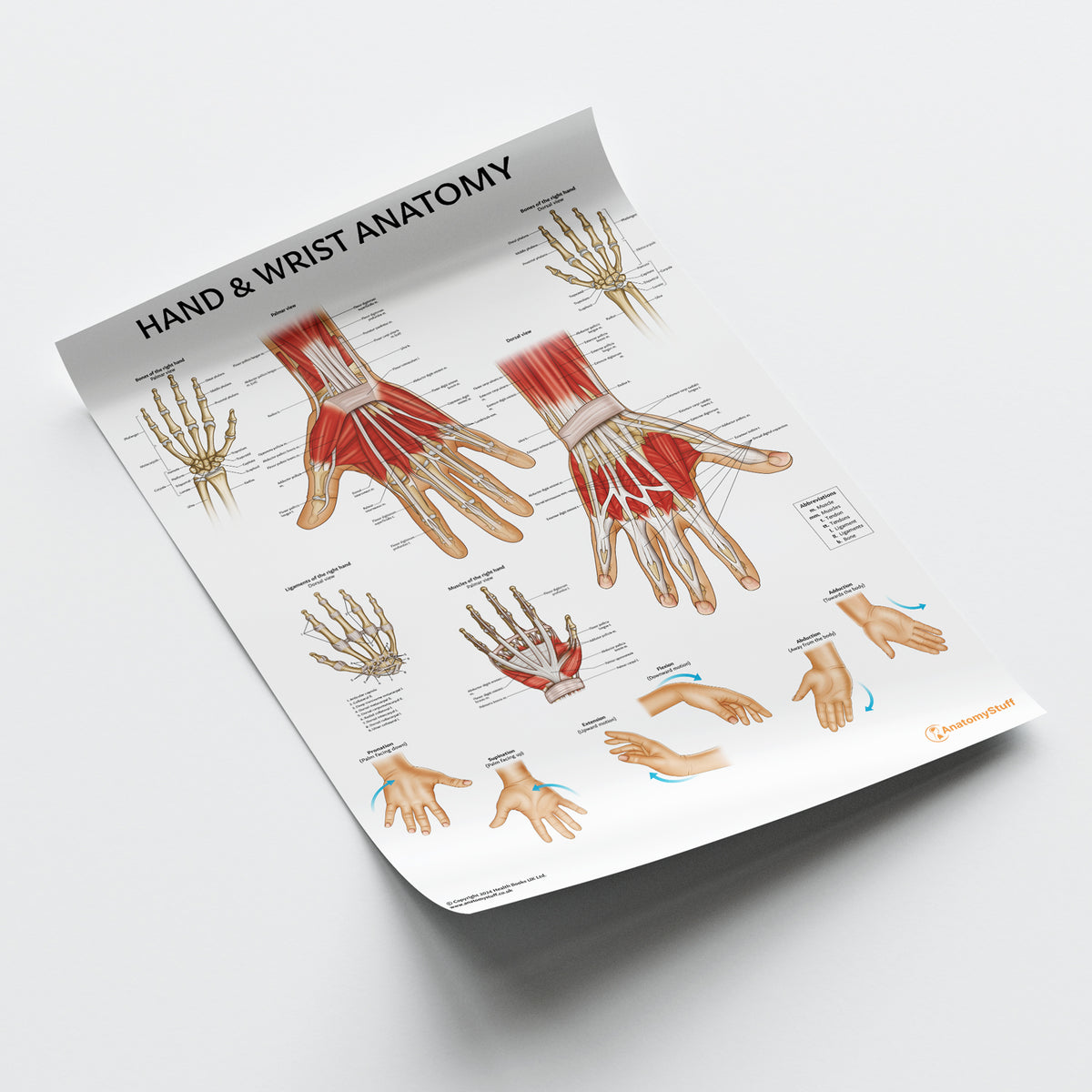 Hand & Wrist Joint Anatomy Chart | Detailed Medical Poster – AnatomyStuff