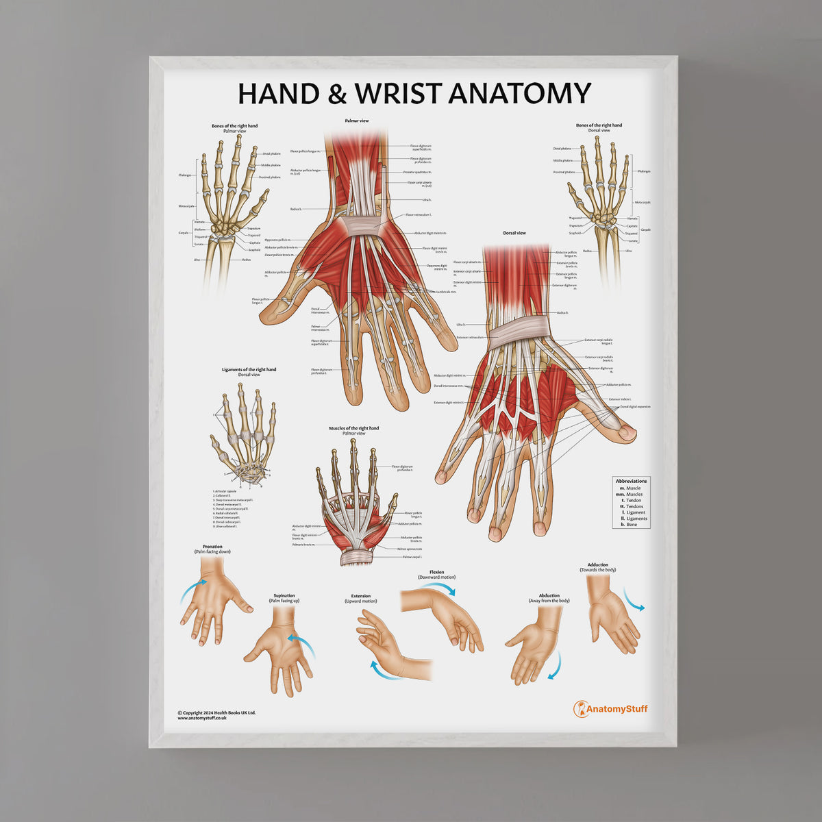Hand & Wrist Joint Anatomy Chart | Detailed Medical Poster – AnatomyStuff