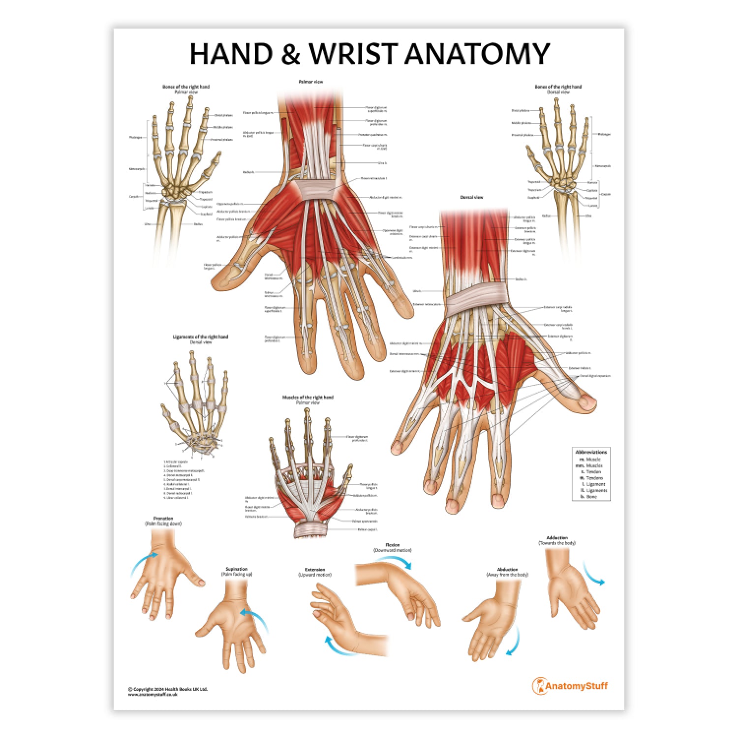 Hand & Wrist Joint Anatomy Chart | Detailed Medical Poster – AnatomyStuff
