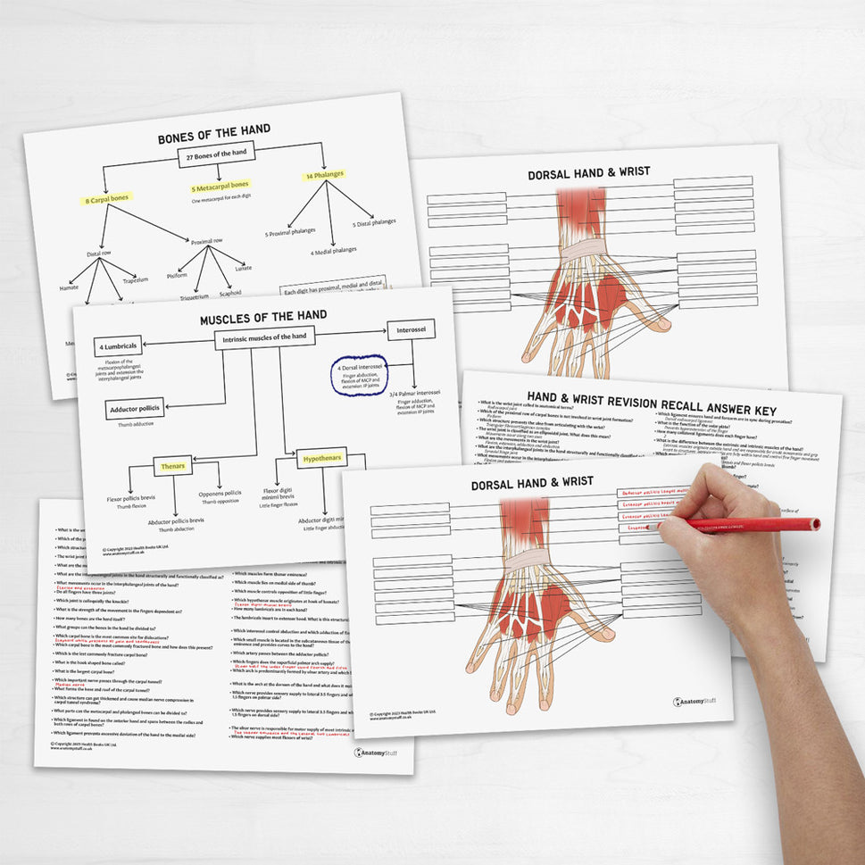 Hand & Wrist Anatomy Revision Worksheets (Interactive & Printable PDFs)