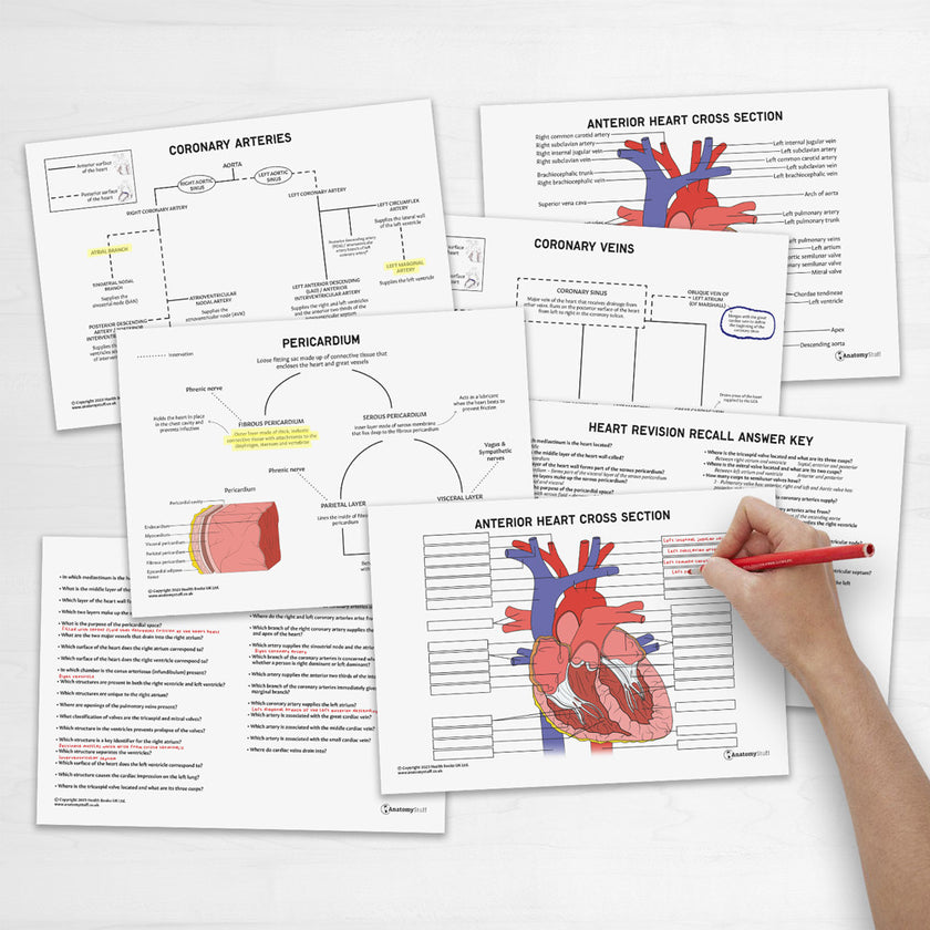 Heart Anatomy Revision Guide Concept Maps Labelled Guide