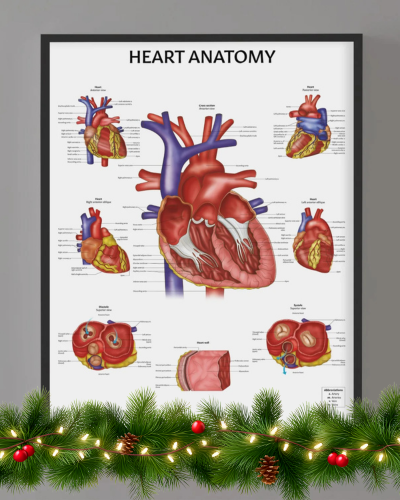 Heart Anatomy