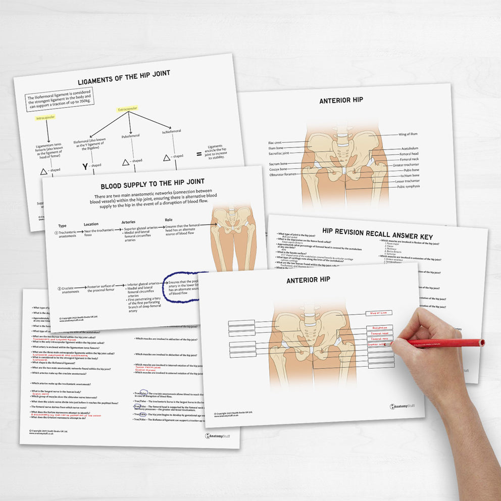Hip Basicplus Chart.pdf Printable Hip Anatomy Revision Guide with Ligaments & Blood Supply ...