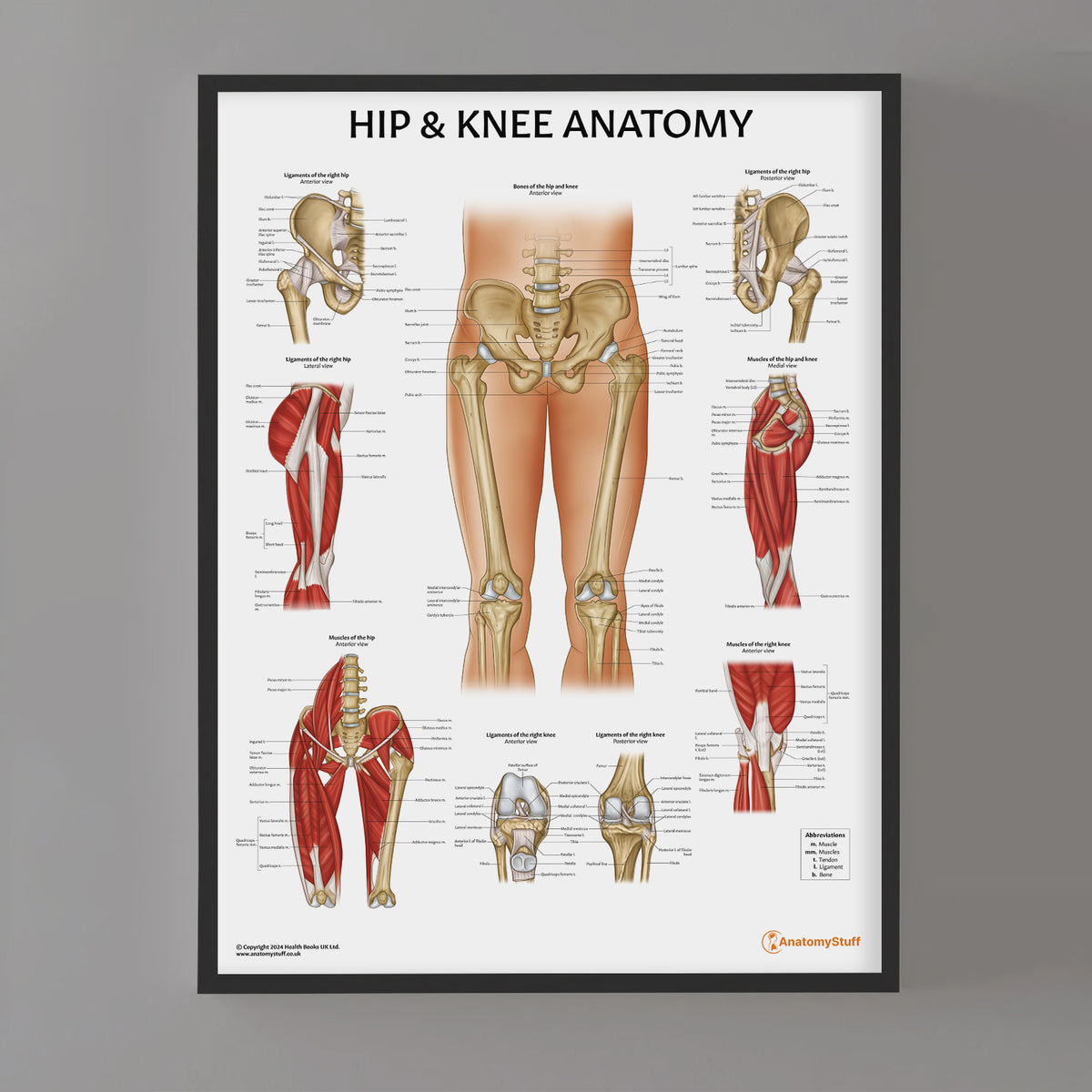 Hip & Knee Joint Anatomy Poster | Human Musculoskeletal Chart ...