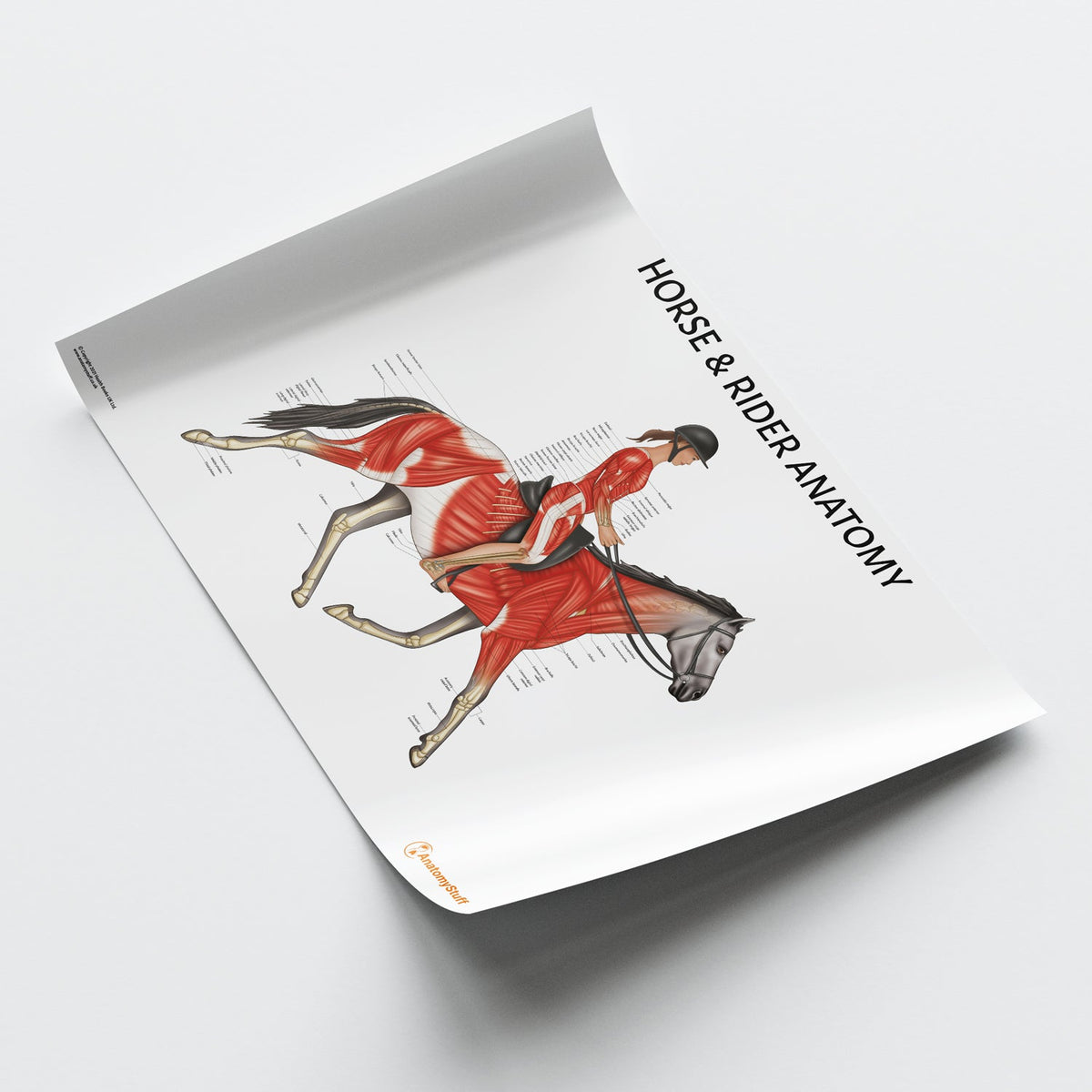 Horse Rider Anatomy Poster Equine Human Muscles Chart Anatomystuff