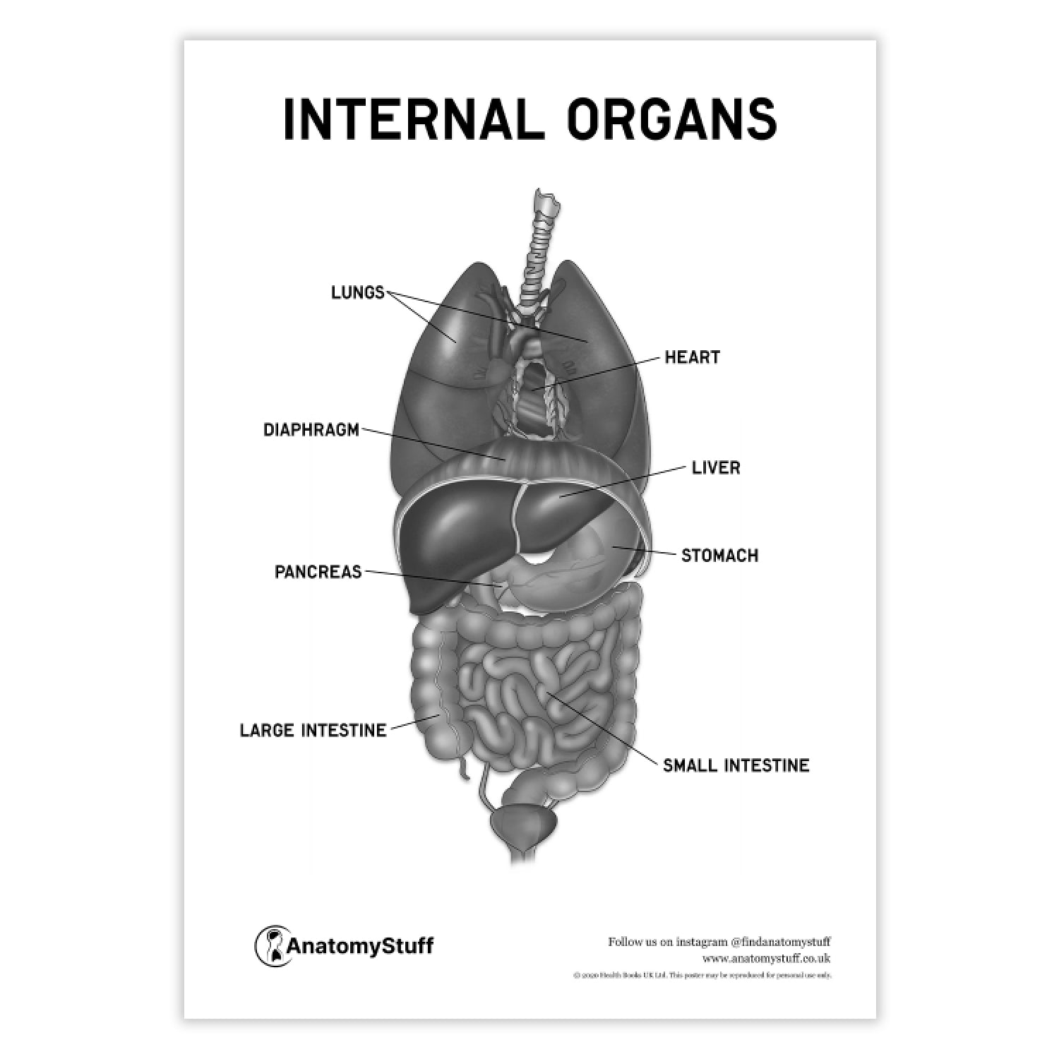 Internal Organs Body Chart.pdf Internal Organs Poster PDF | Human Anatomy Study Aid – AnatomyStuff