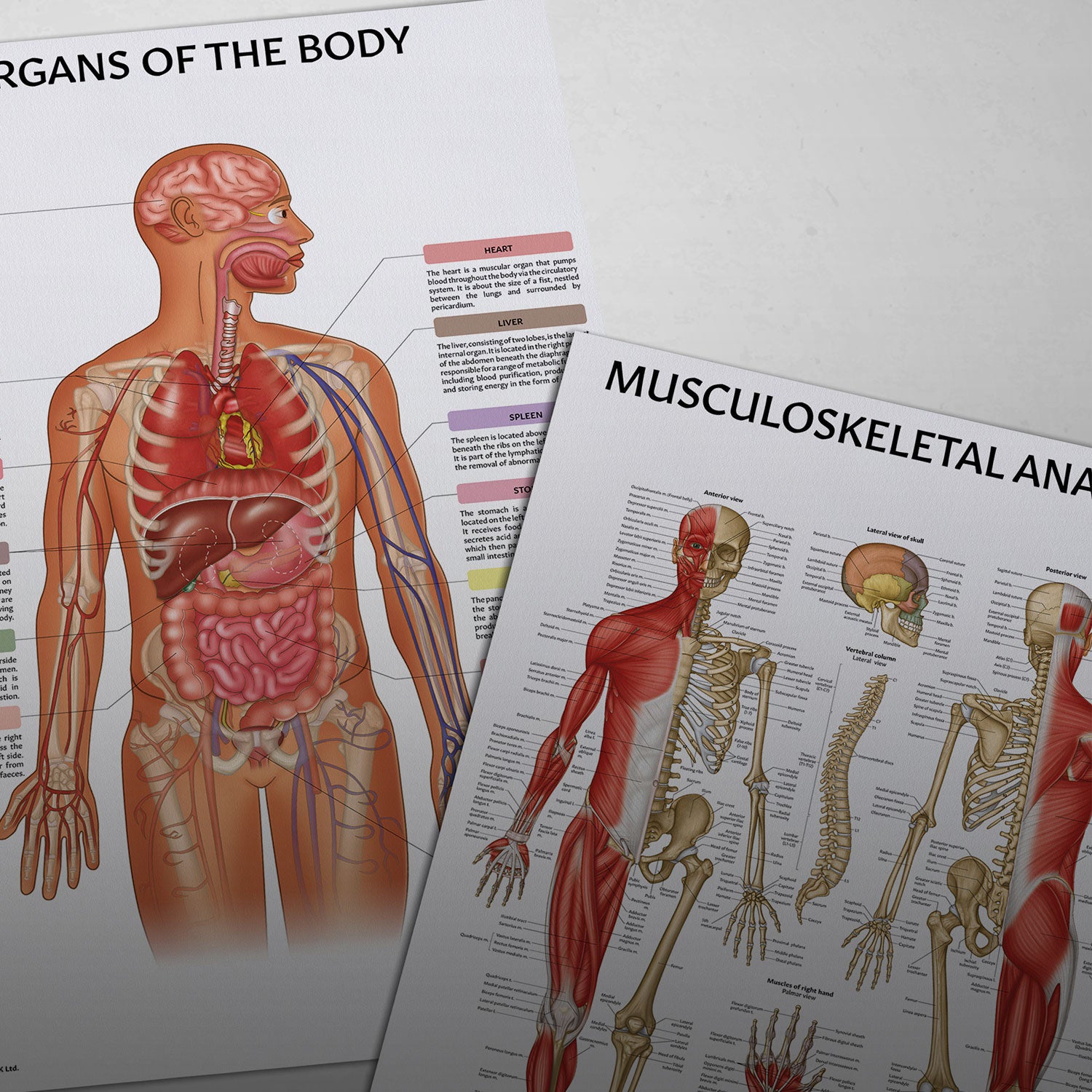 Shop Human Anatomy Posters