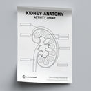 Switch Kidney Anatomy Activity Sheet PDF 2 image