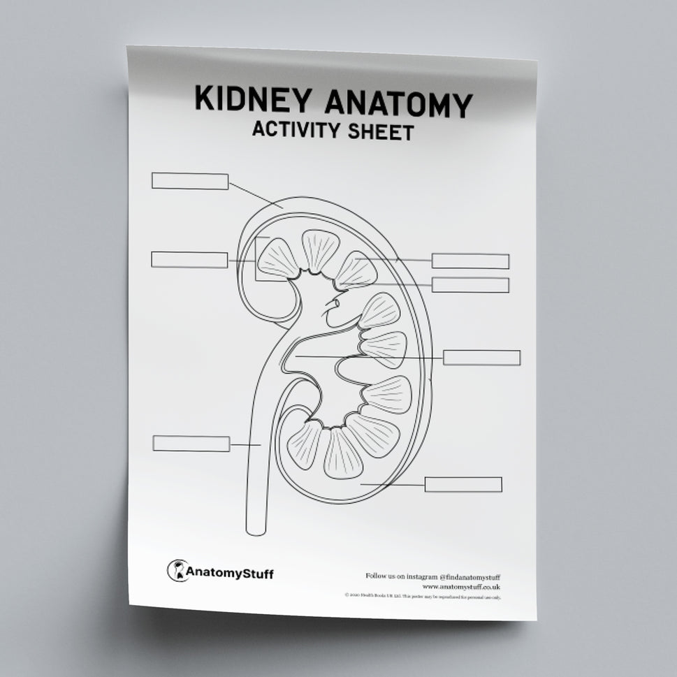 Kidney Anatomy Activity Sheet PDF