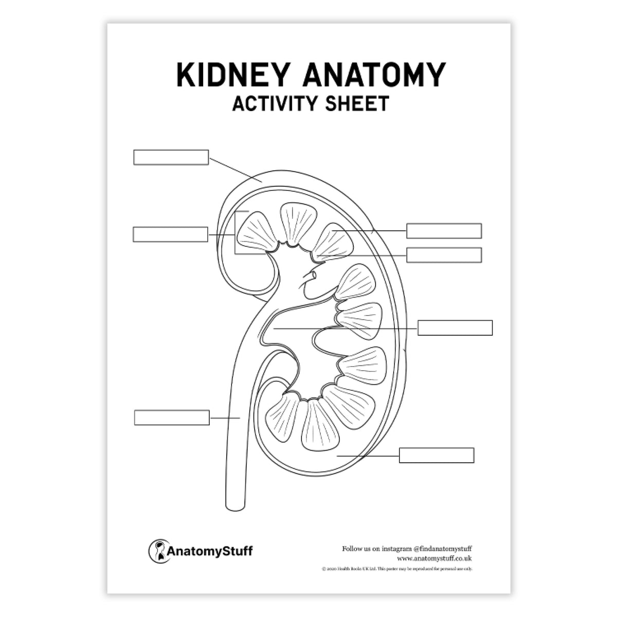 Renal Worksheet.pdf Kidney Anatomy Activity Sheet | Digital Download | AnatomyStuff