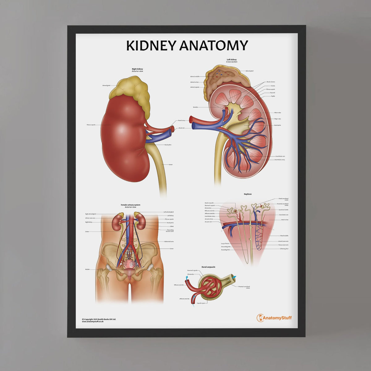 Netter Riñon Kidney Anatomy Poster | Human Kidney & Nephron Chart – AnatomyStuff