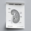 Switch Kidney Anatomy Poster PDF 2 image