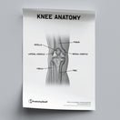 Switch Knee Anatomy Poster PDF 2 image