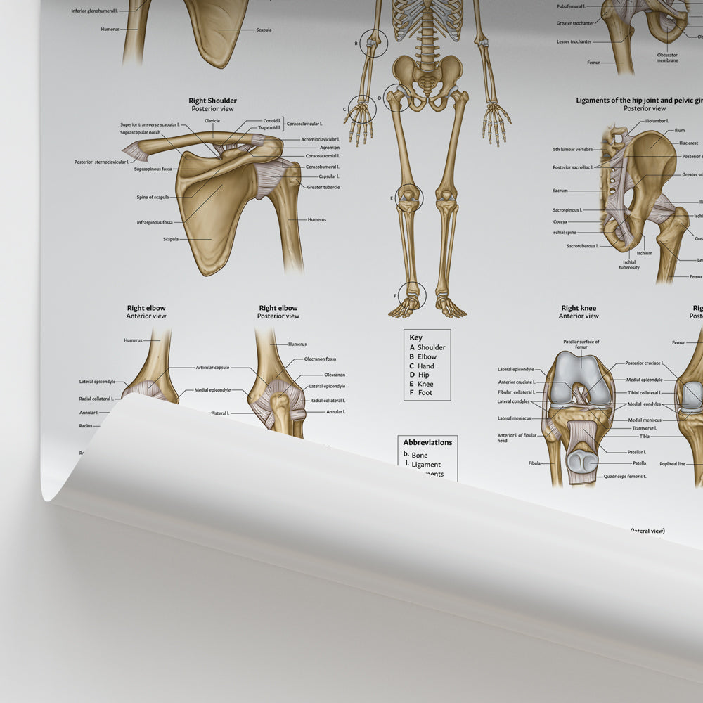 Ligaments of the Joints Chart / Poster