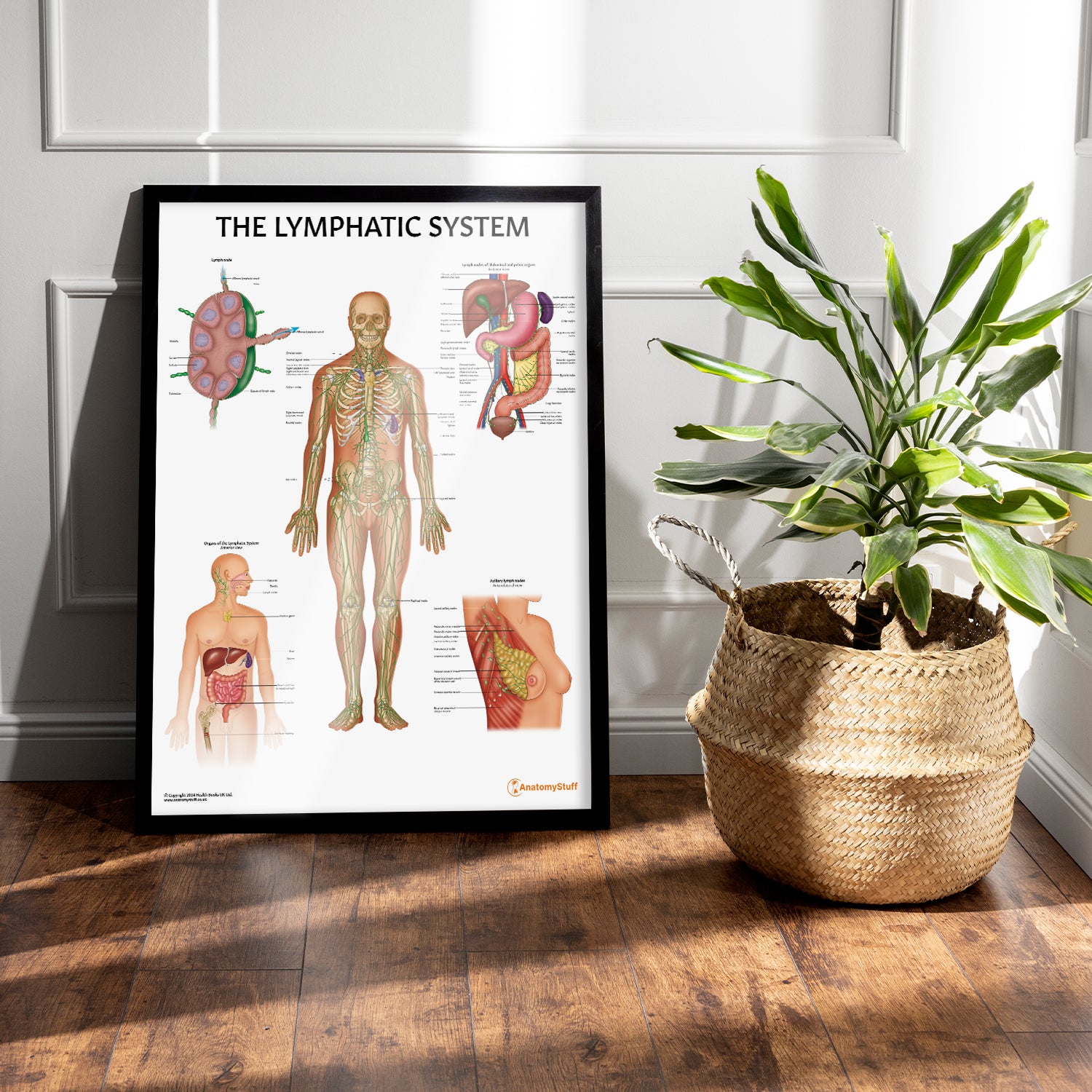 Lympatch System Lymphatic System Anatomy Poster | Lymph Node & Organ Chart – AnatomyStuff