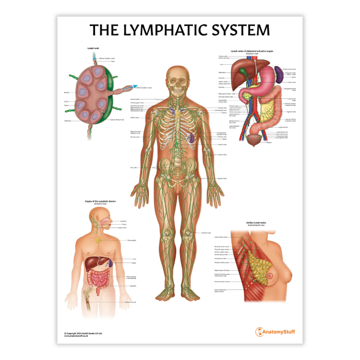 Lymphatic System Anatomy Poster | Lymph Node & Organ Chart – AnatomyStuff