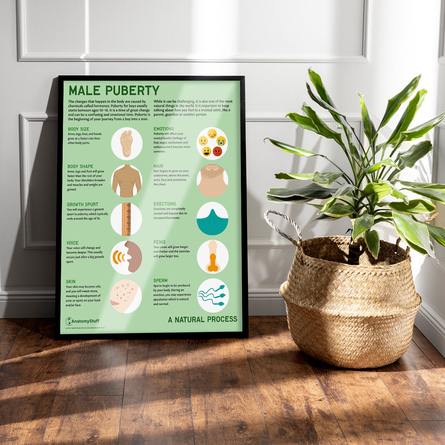 Male Puberty Poster Puberty Education Chart AnatomyStuff male-puberty-poster-puberty-education-chart-anatomystuff