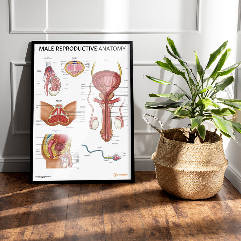 Male Reproductive System Chart | Male Genital Anatomy Poster – AnatomyStuff