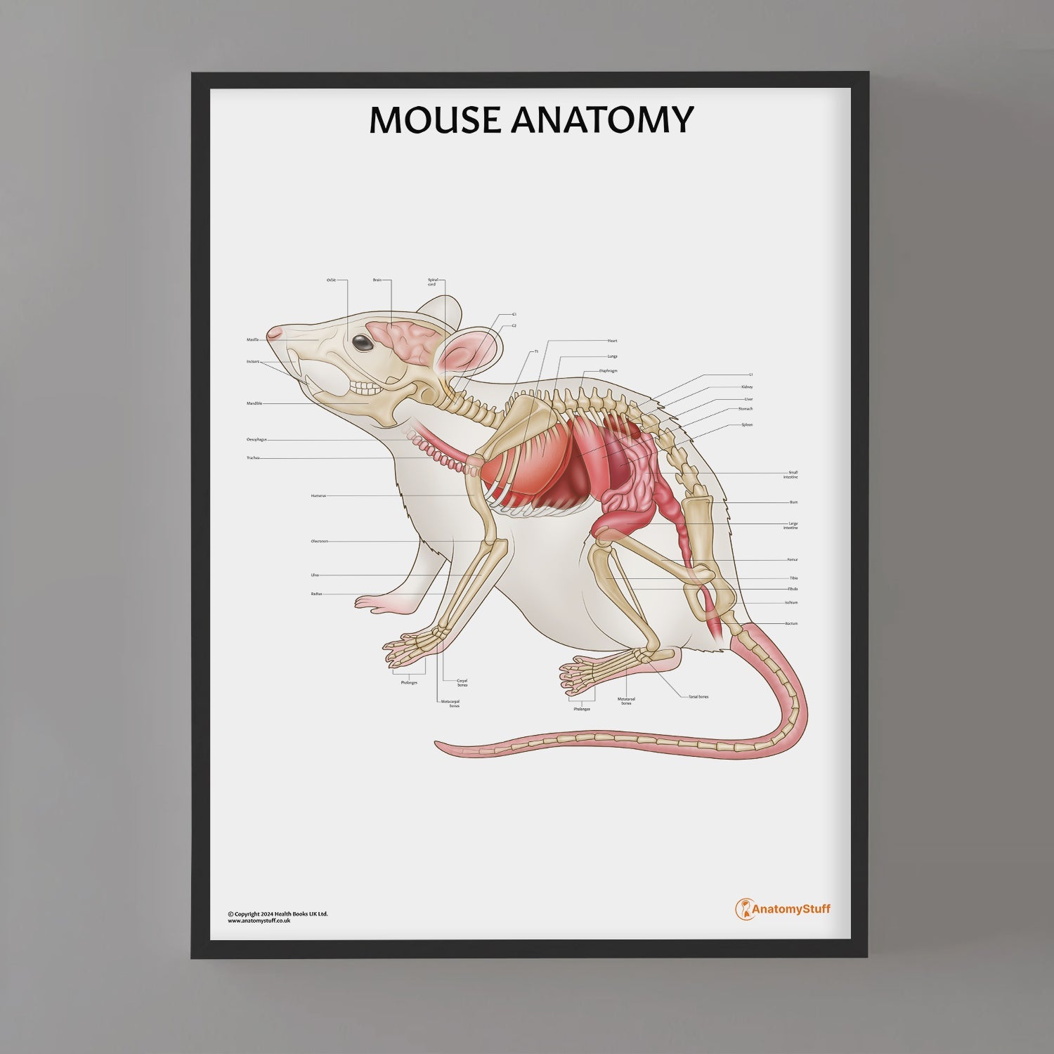 Mouse Anatomy Poster Small Mammal Bones Organs Chart AnatomyStuff mouse-anatomy-poster-small-mammal-bones-organs-chart-anatomystuff