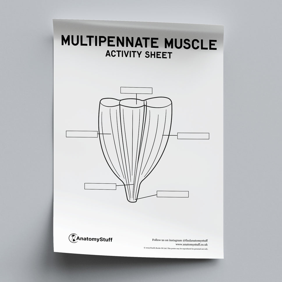 Types of Muscles Activity Sheet PDF