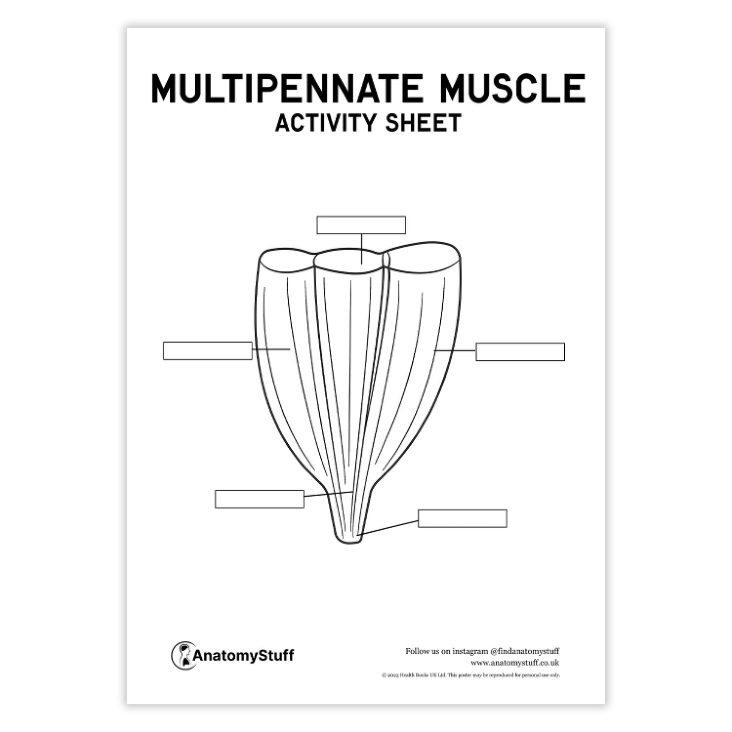 Multipennate Muscle Activity Sheet PDF | Muscle Anatomy Resource ...