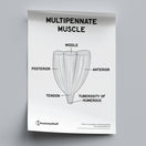 Switch Types of Muscles Poster PDF 2 image