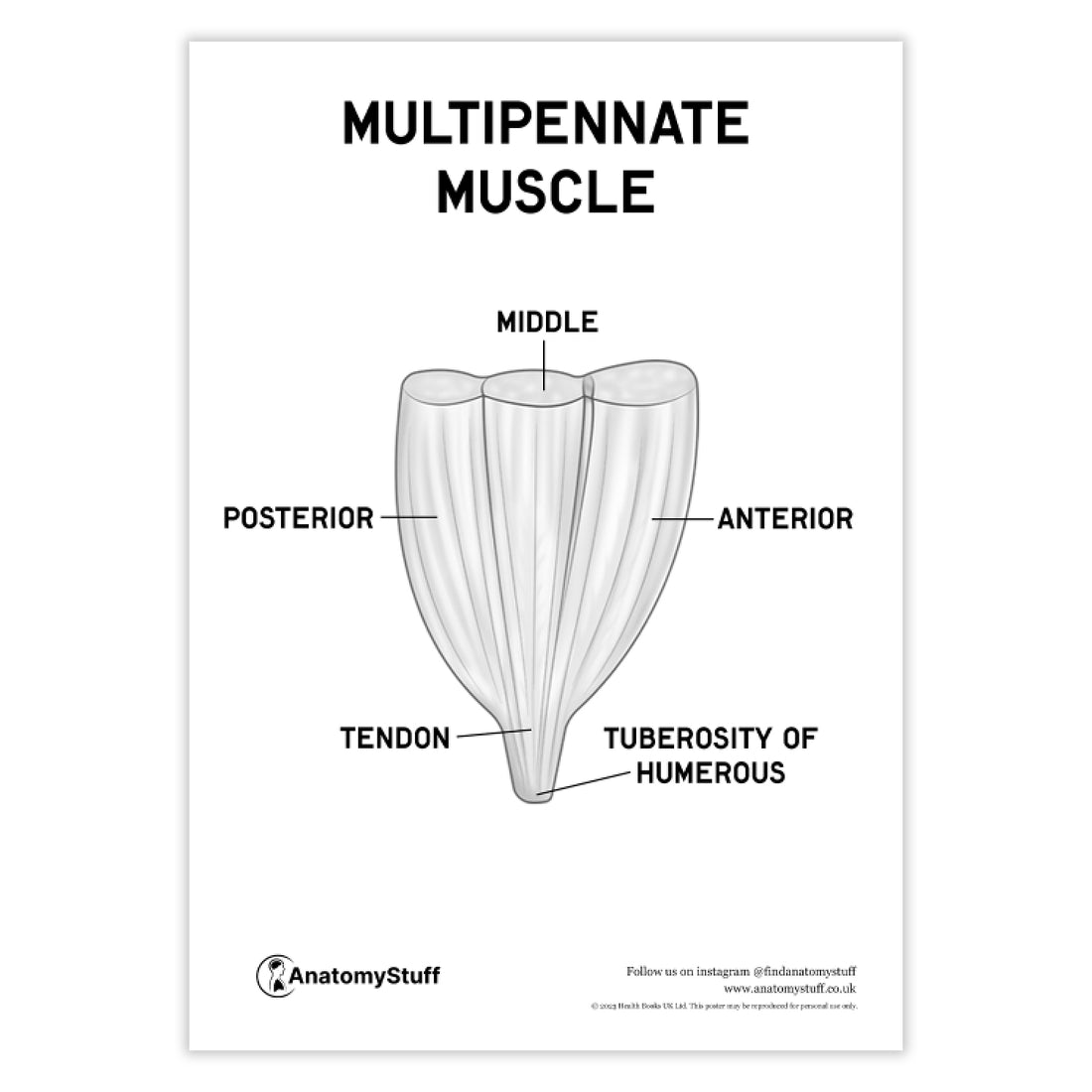 Multipennate Muscle Poster PDF | Muscle Anatomy Study Resource ...