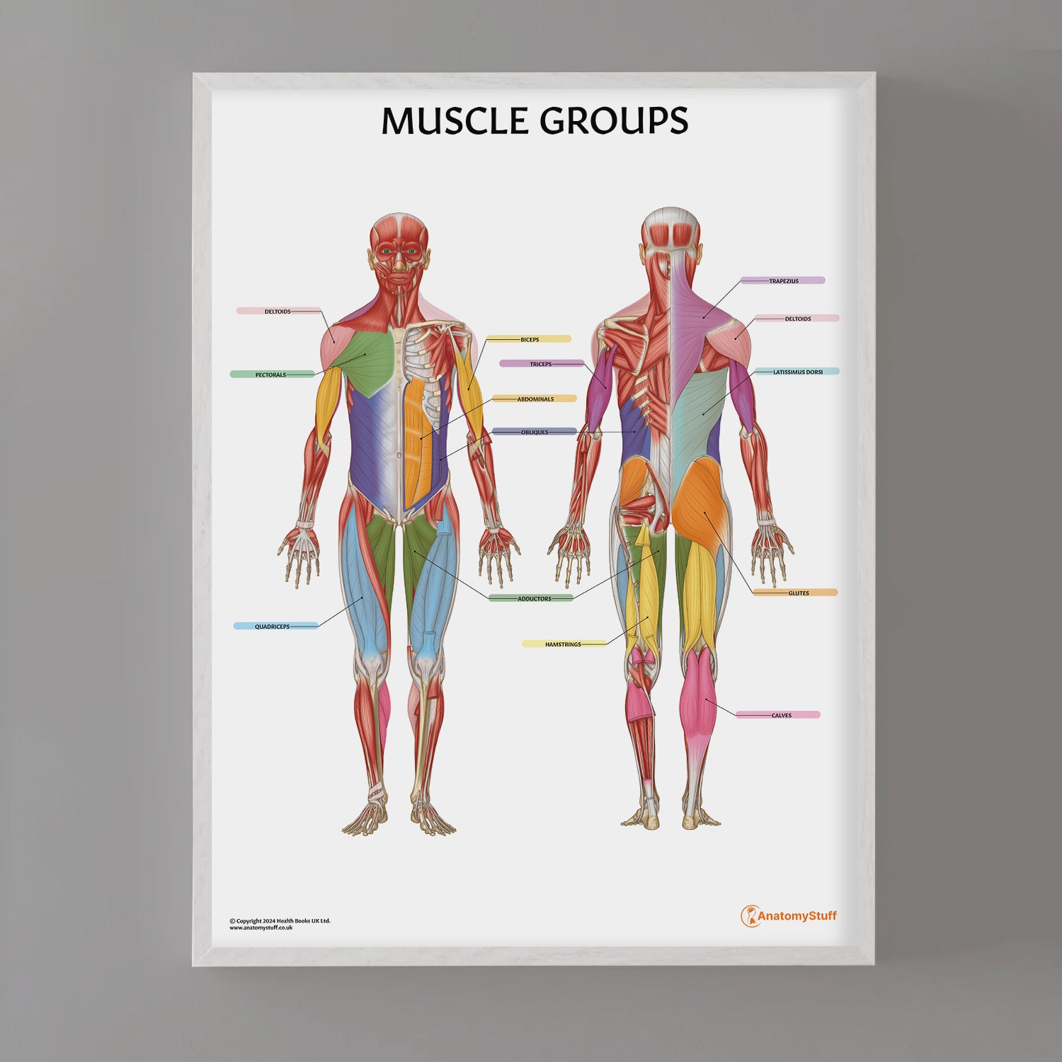 Muscles Colored Labeled Printable Color Coded Anatomy Diagrams Human Skeleton Coloring Page