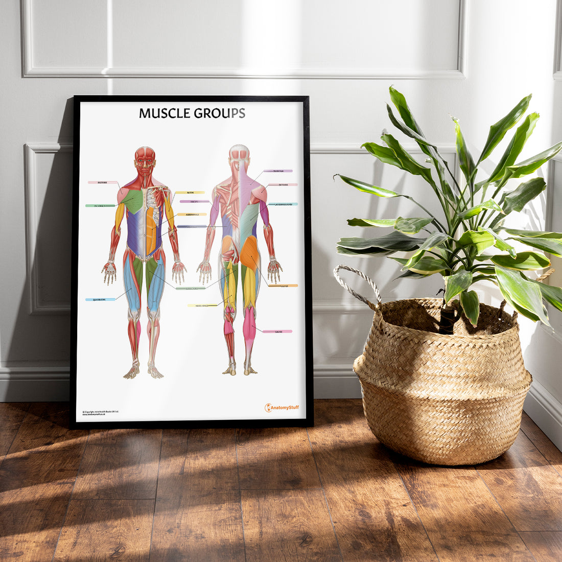 Muscle Building Poster Muscle Groups Anatomy Poster | Colour-Coded Muscle Chart – AnatomyStuff