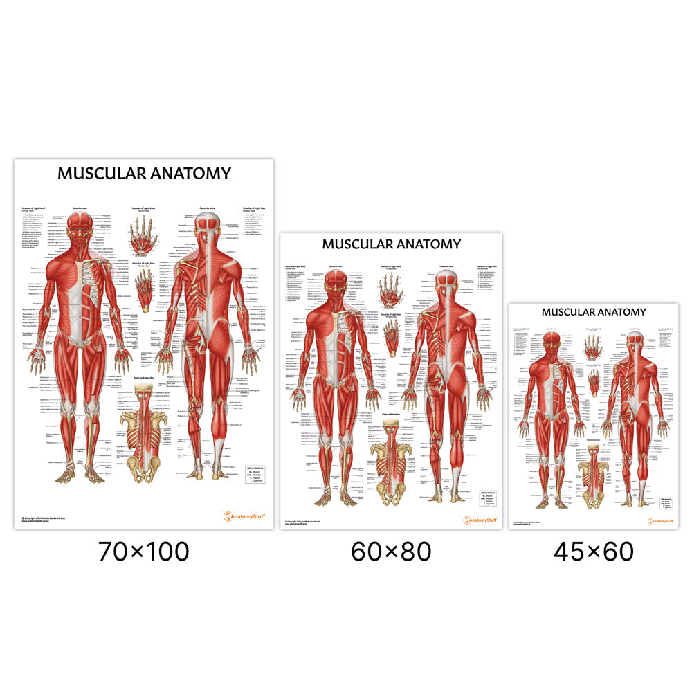 Muscular Anatomy Chart / Poster