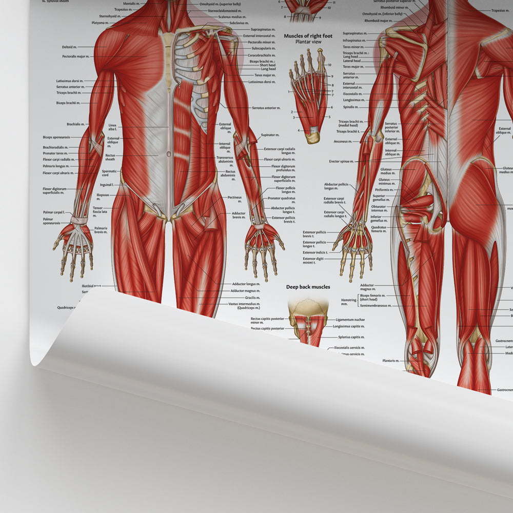Muscular Anatomy Poster Human Musculature Chart AnatomyStuff