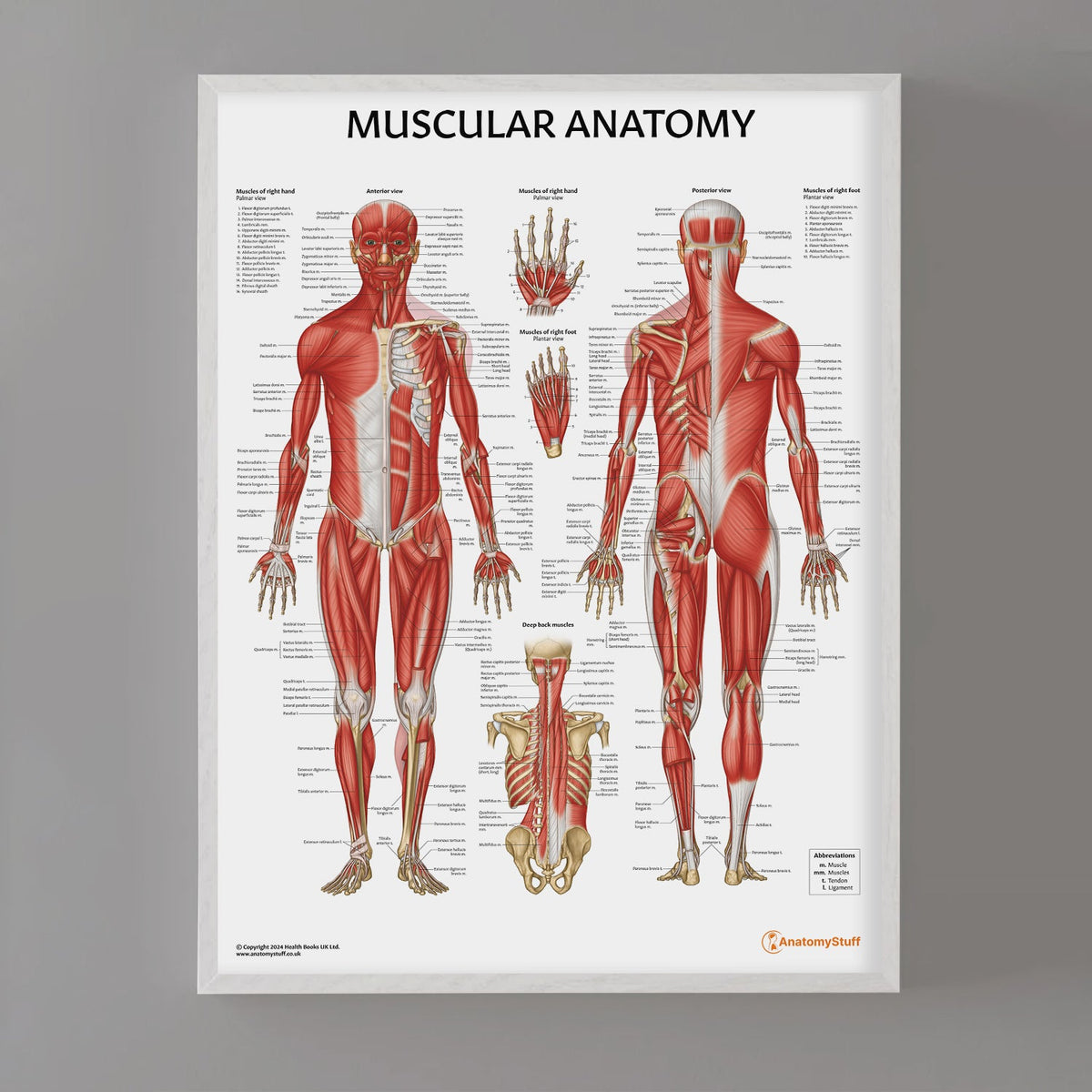 Musculoskeletal Anatomy Posters – AnatomyStuff