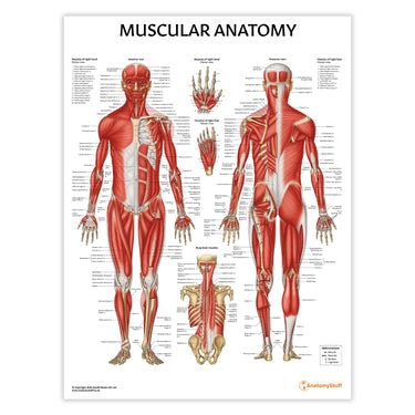 Anatomy Models and Posters Only