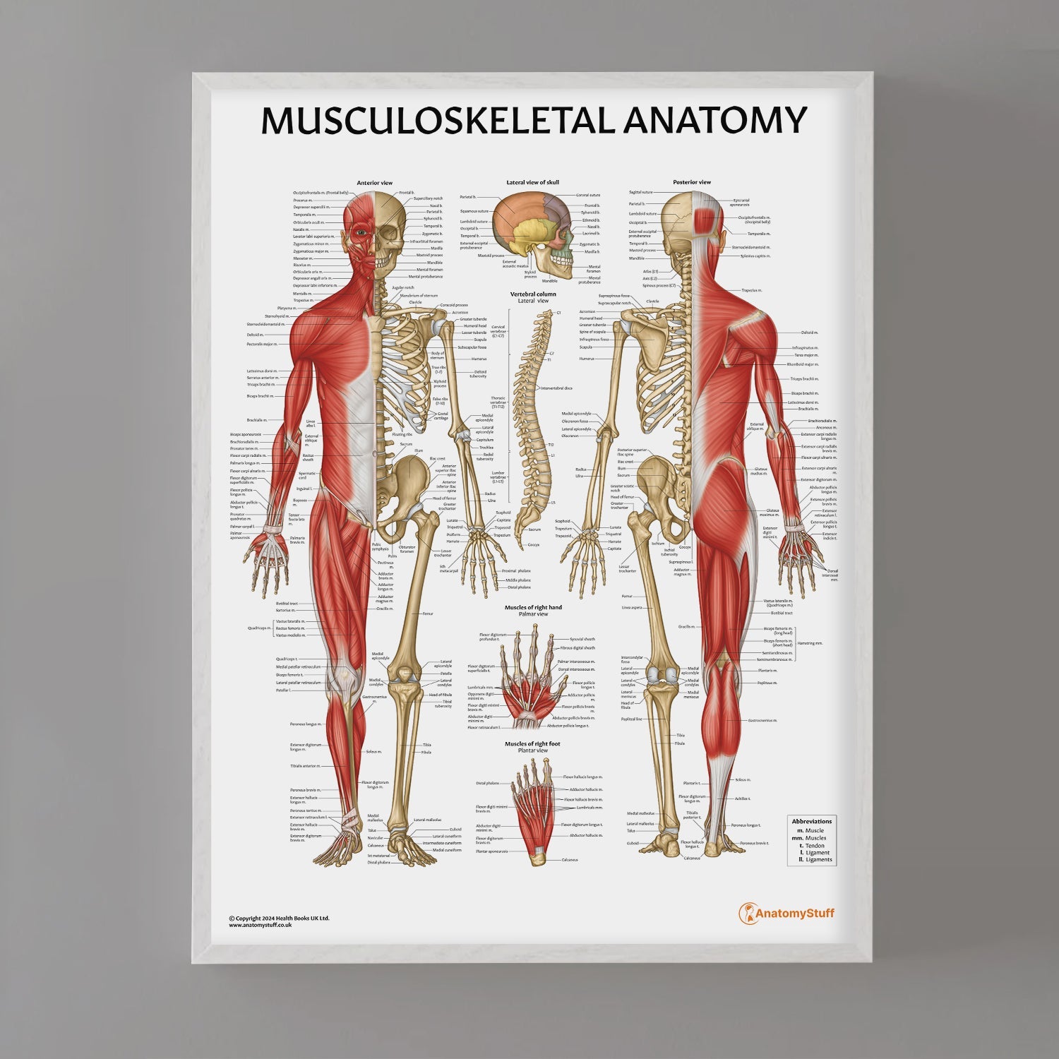 Musculoskeletal Anatomy Chart / Poster