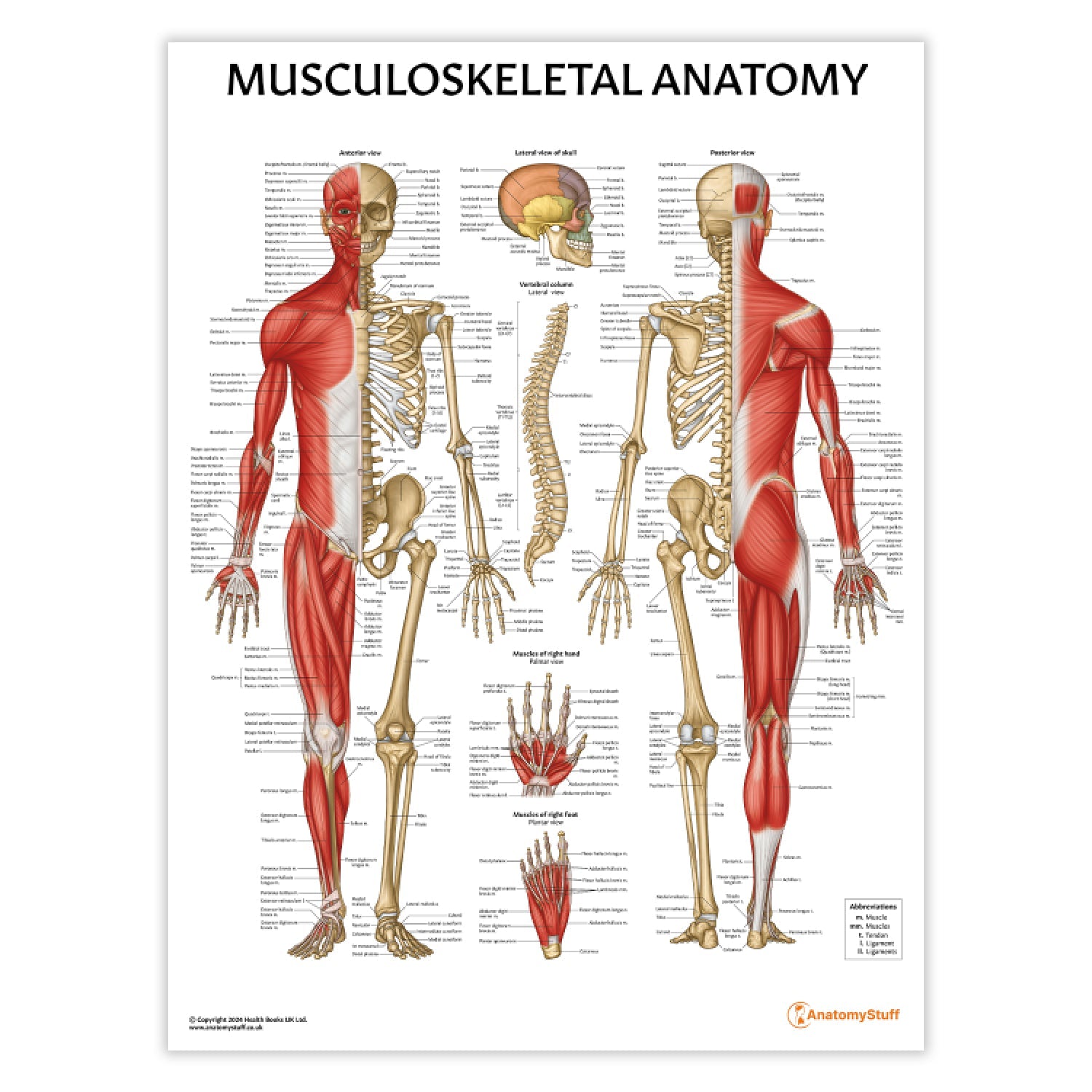 Musculoskeletal System Chart | Skeleton and Muscle Anatomy Poster ...