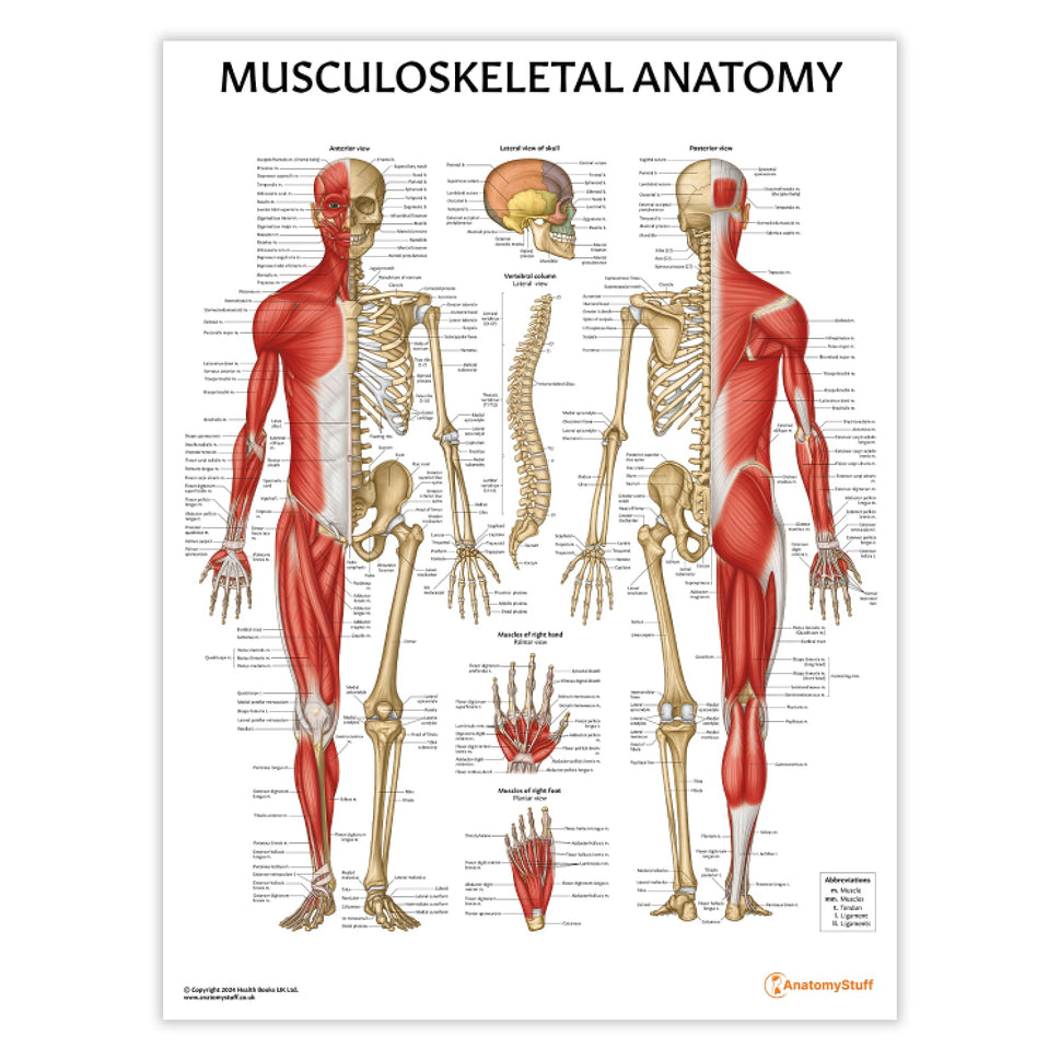 Musculoskeletal Anatomy Chart / Poster