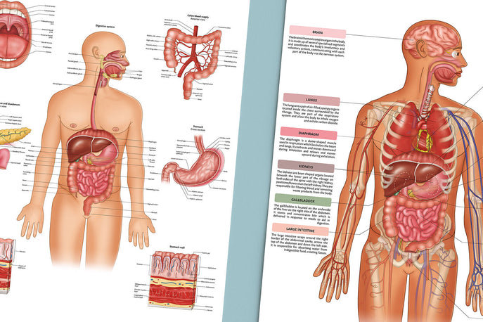 Organ Posters