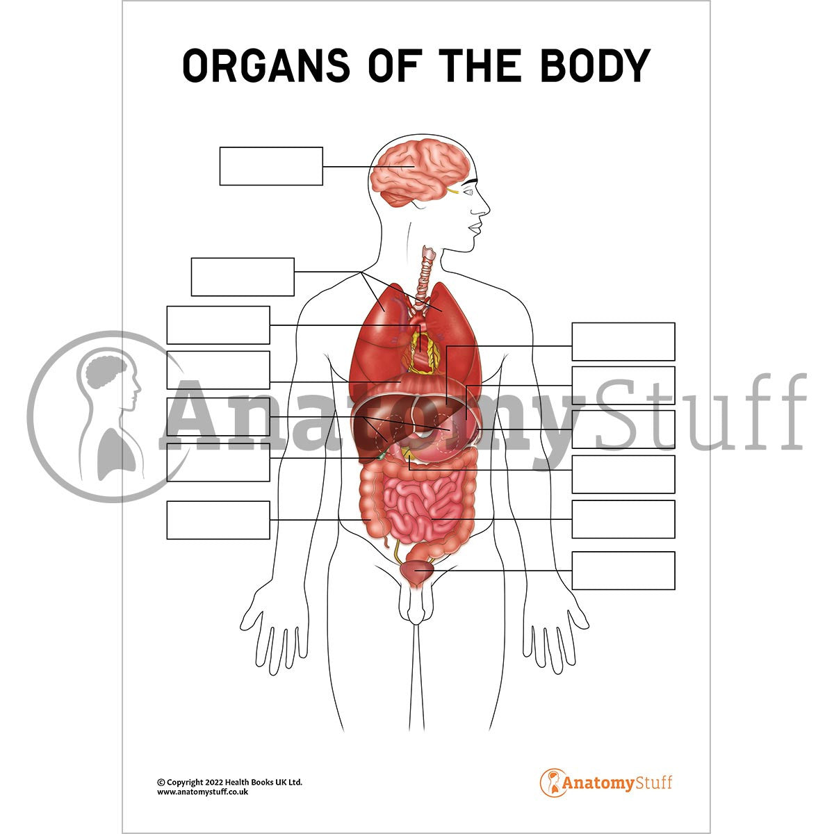 Internal Organs Body Chart.pdf Organs of the Body PDF Poster & Worksheet | Interactive Anatomy ...