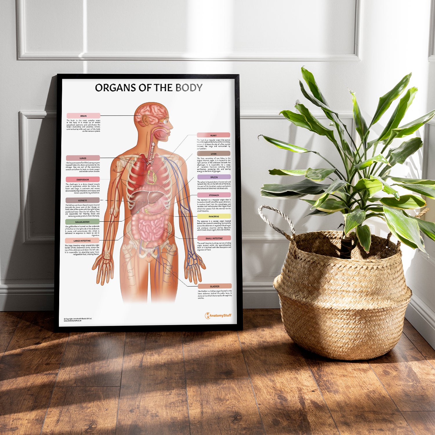 Internal Organs Graph Organs of the Body Poster | Human Internal Organs Chart – AnatomyStuff