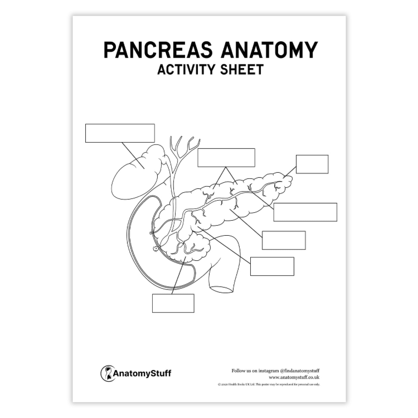 Pancreas Anatomy Activity Sheet | Digital Download | AnatomyStuff