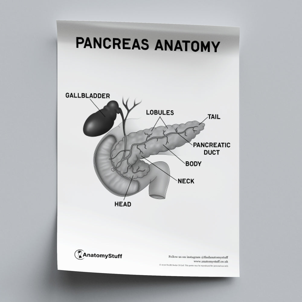 Pancreas Anatomy Poster | PDF Download – AnatomyStuff