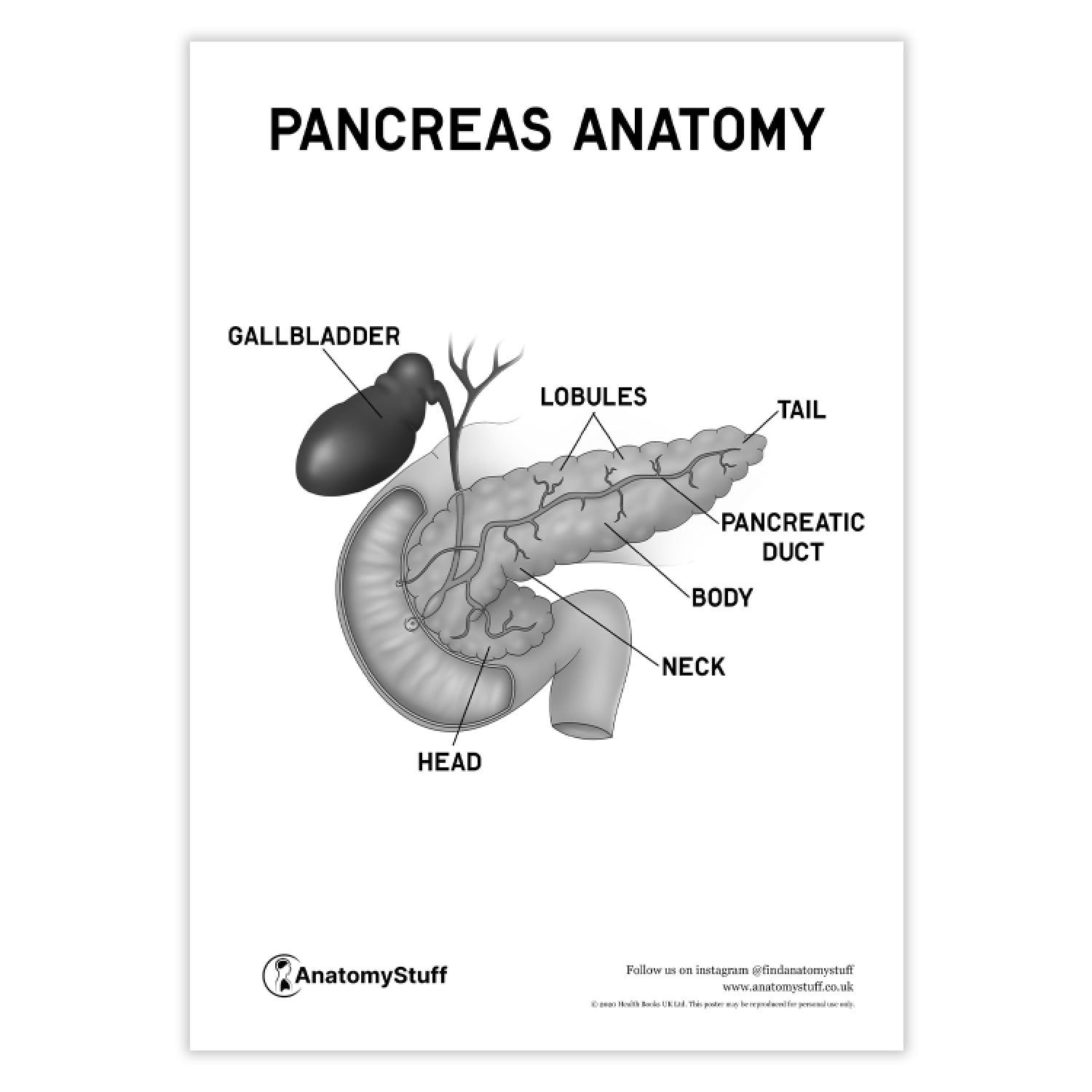 Pancreas Anatomy Poster | PDF Download – AnatomyStuff
