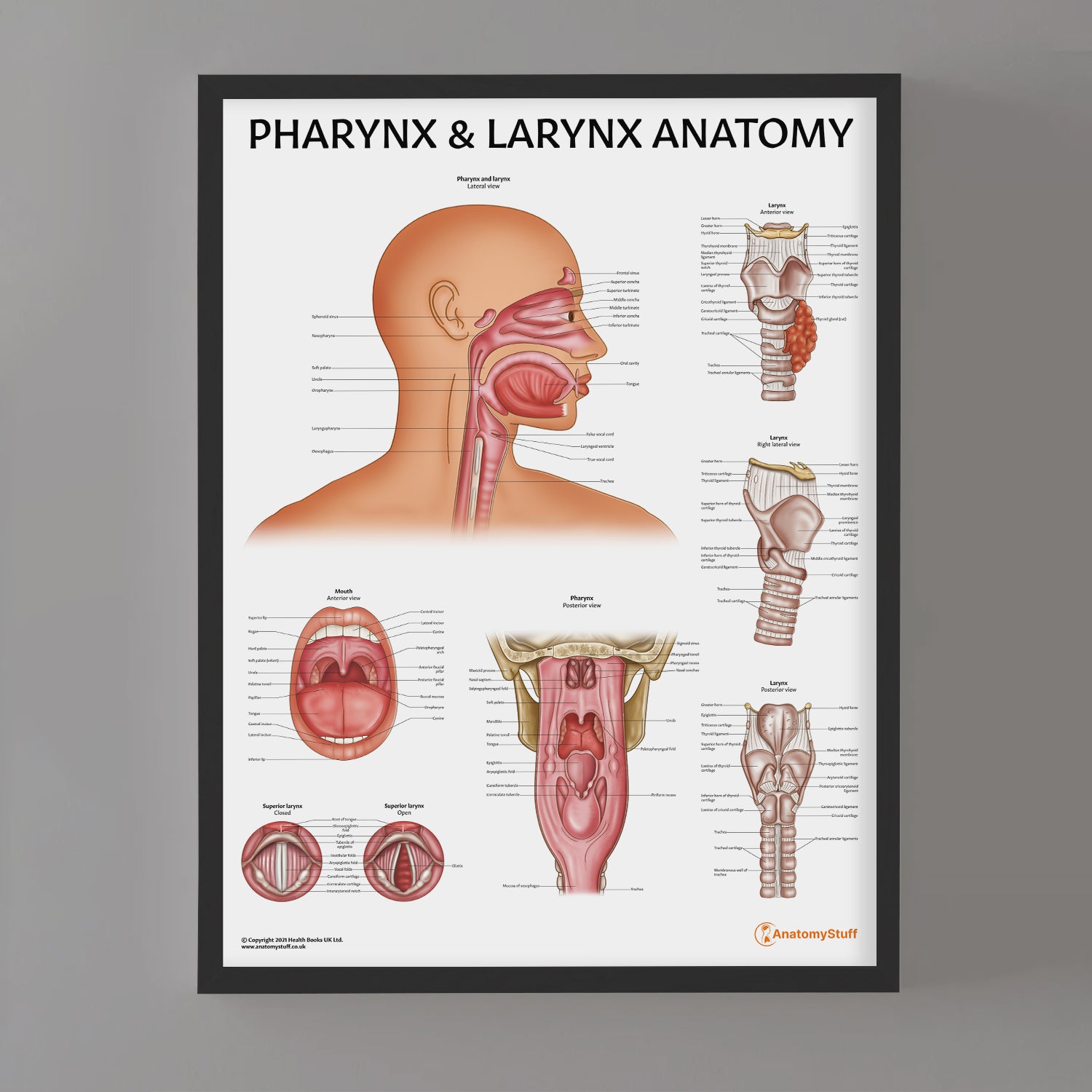Pharinge Pharynx and Larynx Anatomy Poster | Throat and Mouth Chart – AnatomyStuff