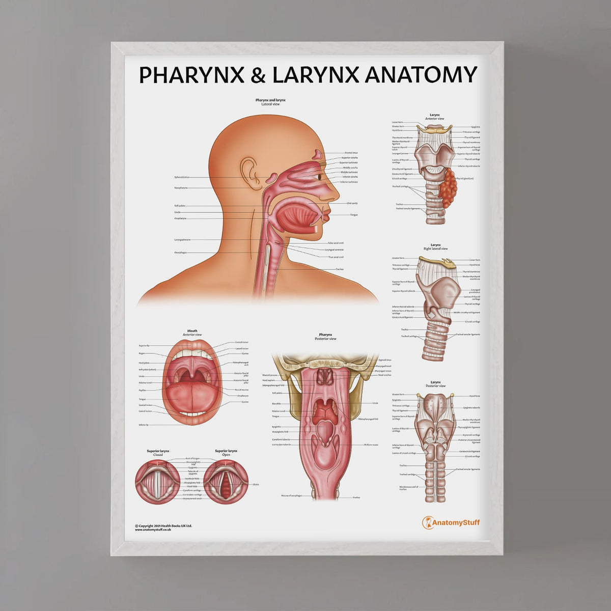 Pharynx and Larynx Anatomy Poster | Throat and Mouth Chart – AnatomyStuff